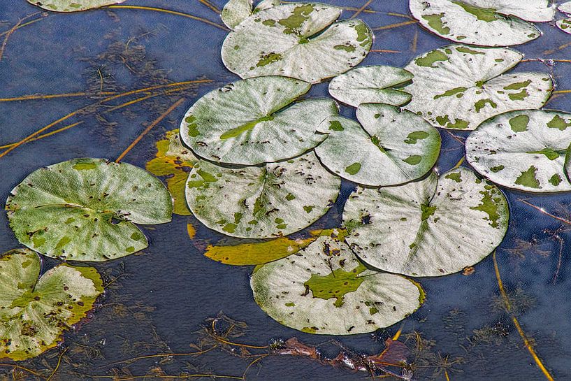 Waterlelieblad Groen Abstract van Marly De Kok