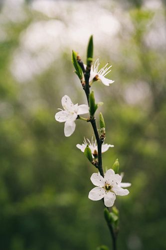 Dark spring photo