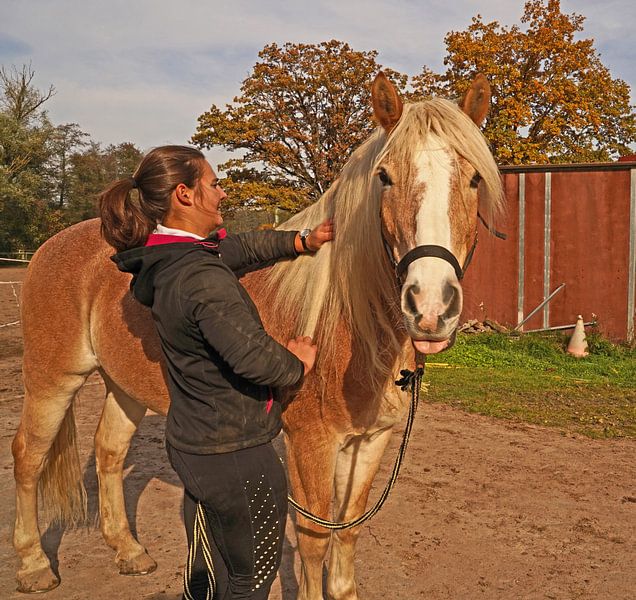 Voorbereiding van het paard vóór de training van Babetts Bildergalerie