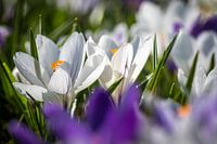 Messagers du printemps | Fleurs de crocus