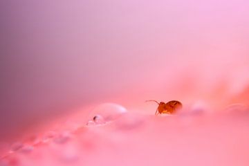 Springtail rose sur Milou Hinssen