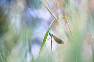 Wiesenlibelle – ein Hauch von Magie im Schilf