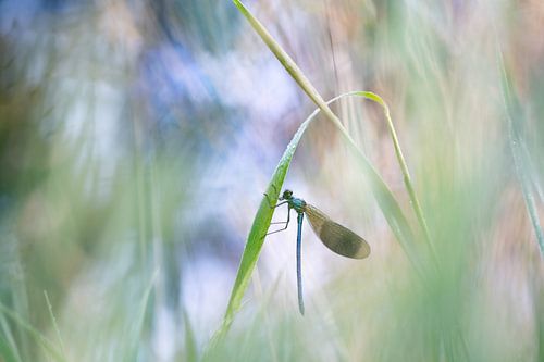 Meadow Damselfly: a touch of magic amongst the reeds by Moetwil en van Dijk - Fotografie