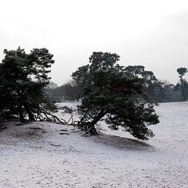 Drunense Dunes with snow by Edith Wijte