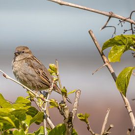 Sparrow by Steven Luchtmeijer