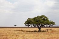 Serengeti von Anne-Marie Vermaat Miniaturansicht