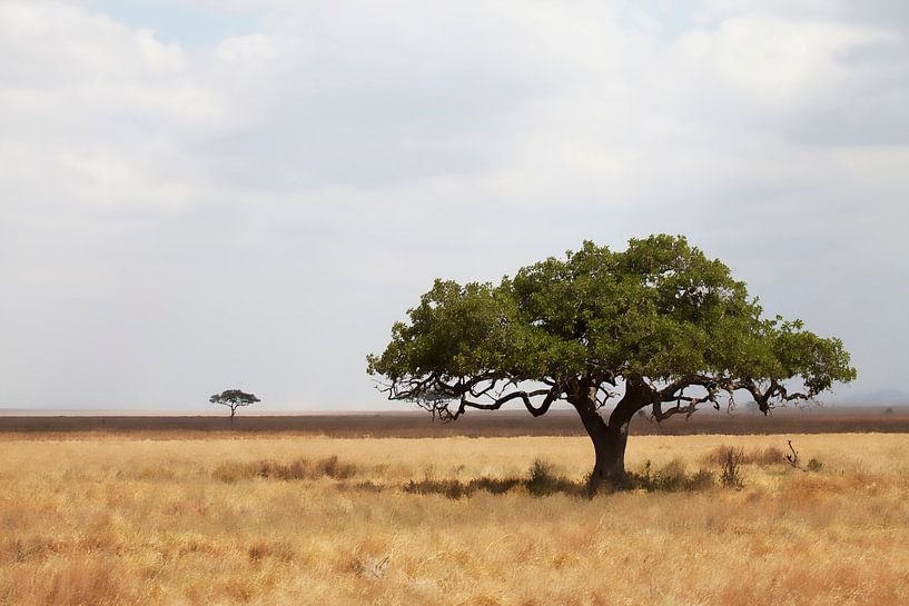 Serengeti van Anne-Marie Vermaat