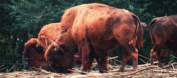 bison sur Dieter Emmerechts