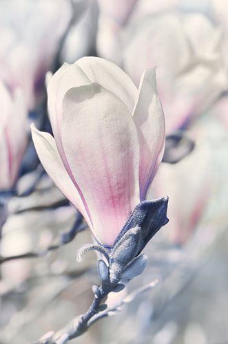 Magnolia