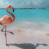 Flamingo in Aruba am Strand von Christian Müringer