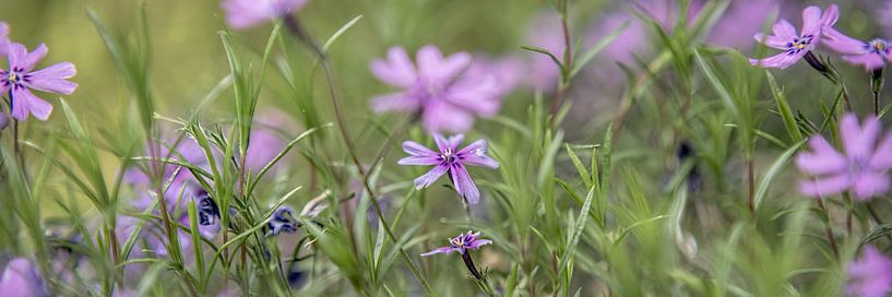 Phlox I  par Michael Schulz-Dostal