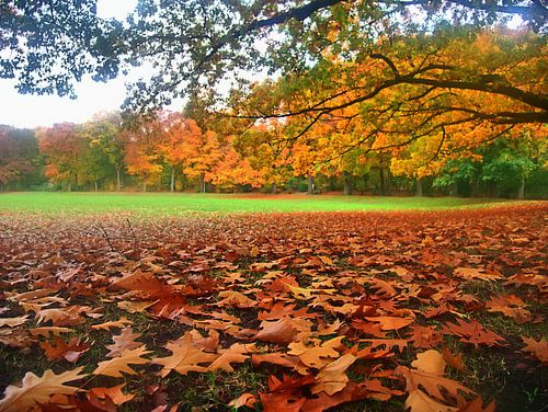 Schlossparkherbst 4