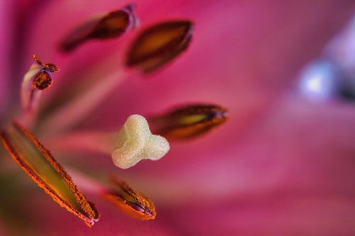 Macroshot Roze Lelie