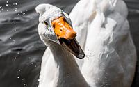 Gans laat zien wie de baas is