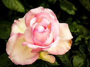 Blüte rosa Rose