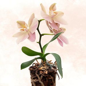 Orchidée en pot sur Klaartje Majoor