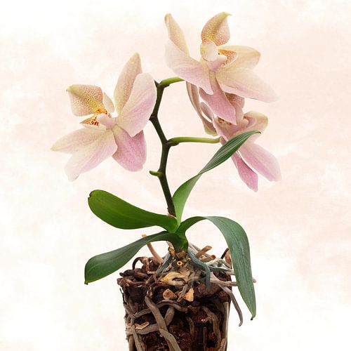 Orchidee in pot