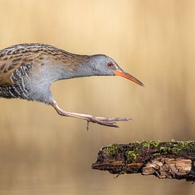 Râle bondissant sur Jasper Kok