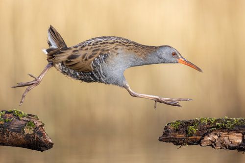Râle bondissant sur Jasper Kok