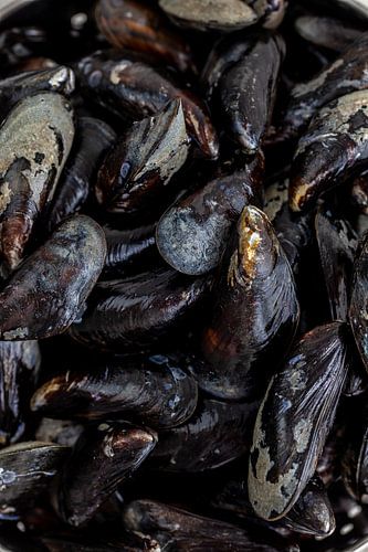 Verse mosselen