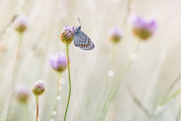 heideblauwtje op engels gras von Francois Debets