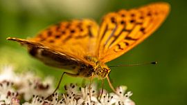 keizersjas van andreas dauer