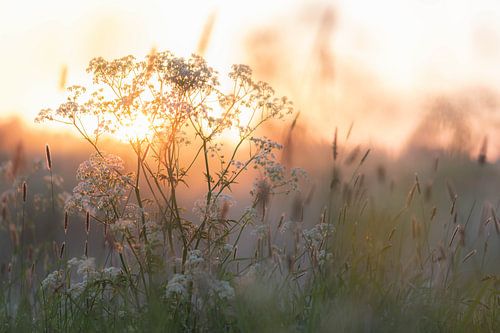 mystieke zonsopkomst
