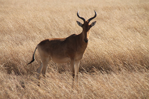 Gazelle Tanzania