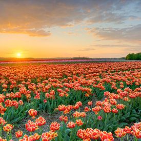 Sonnenuntergang in einem Tulpenfeld von Michael Valjak