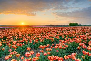 Zonsondergang in een tulpenveld van Michael Valjak