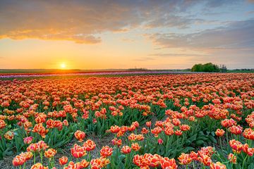 Zonsondergang in een tulpenveld