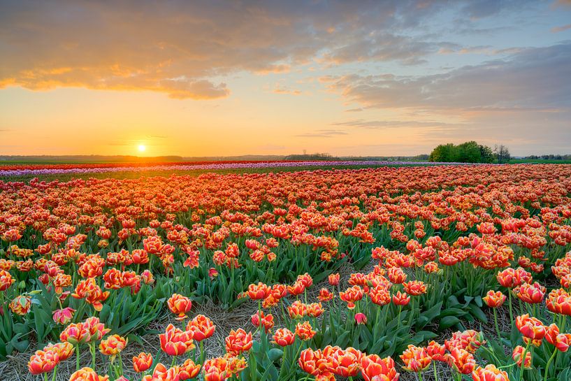 Sonnenuntergang in einem Tulpenfeld von Michael Valjak