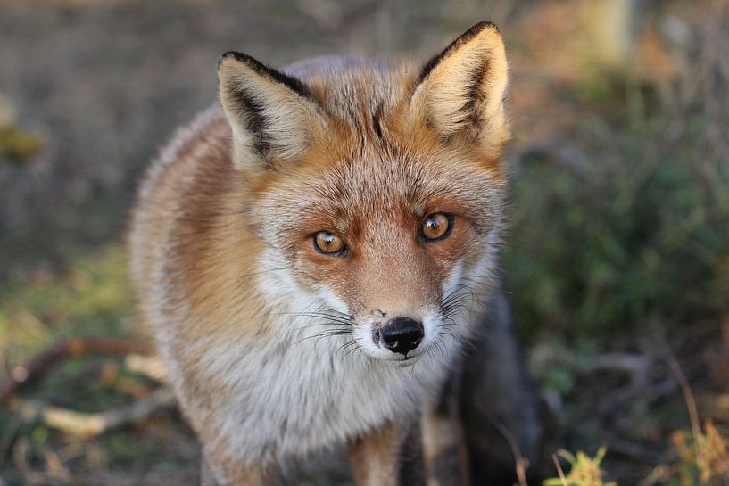Fox by Berdien van Drogen