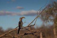 Neushoornvogel