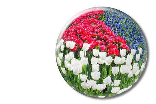 Red white tulips and blue grape hyacinths in crystal sphere