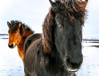IJslandse paarden