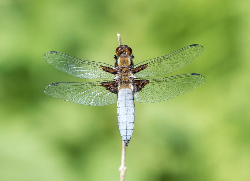 Broad-bodied Darter by RobJansenphotography