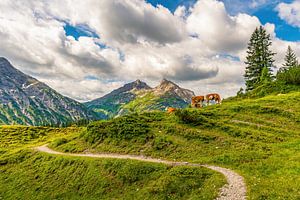 Wanderpfad im Lechquellengebirge