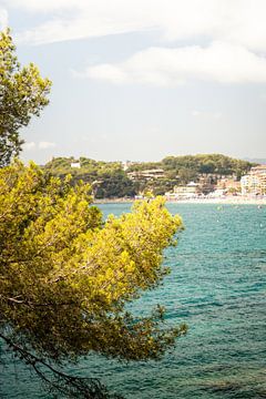 Lloret de mar sea tree by Ryan van Pelt