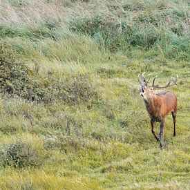 Burning red deer (silent) by Huub de Bresser