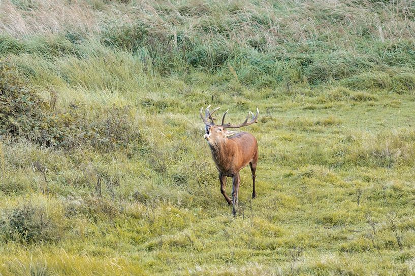 Burning red deer (silent) by Huub de Bresser