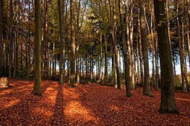 Waldlicht von Rob Boon