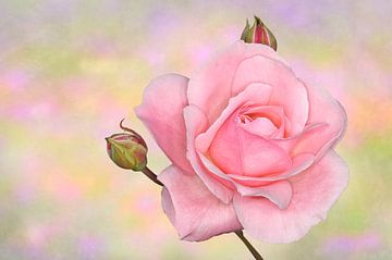 Roze roos van Jeannette Penris