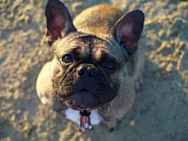 Französische Bulldogge von Mike Scheper