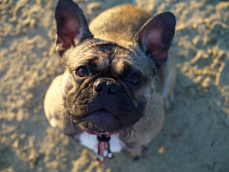 French Bulldog by Mike Scheper