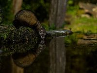 Trinkender Iltis