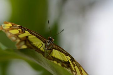 vlinder in geel - bruin in close-up - butterfly close up - schmetterlinge van Ineke Duijzer