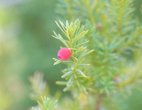 De natuur aan je wand met een taxus baccata close up
