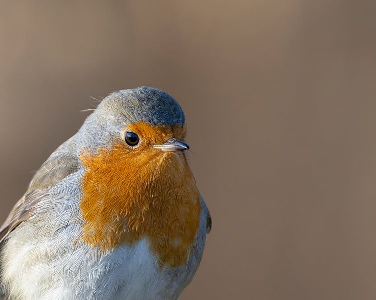 Robins von Remco Kraaijeveld