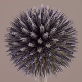 Round Ball Thistle with taupe background by Marjolijn van den Berg